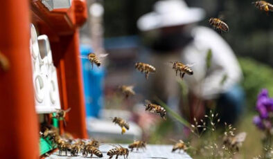 Bal Arılarının Mucizesi: Doğa ve Gıda Güvenliği İçin Sessiz Kahramanlar