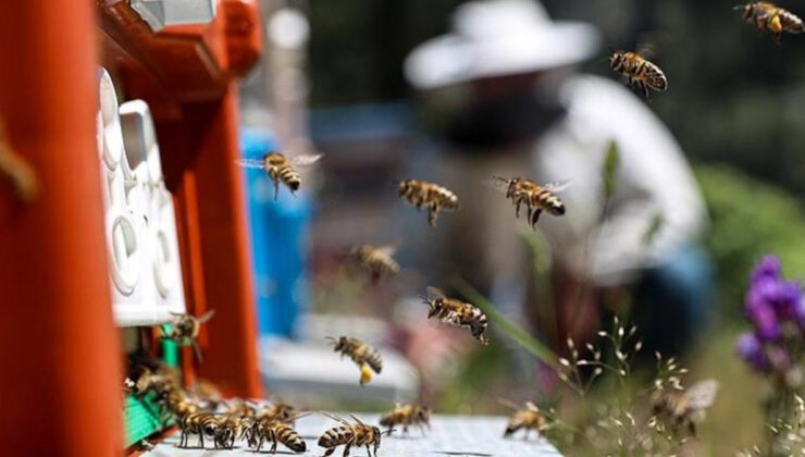 Bal Arılarının Mucizesi: Doğa ve Gıda Güvenliği İçin Sessiz Kahramanlar