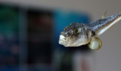 Balon Balığı Avcılığına Yeni Destek: Tane Başı 35 Lira