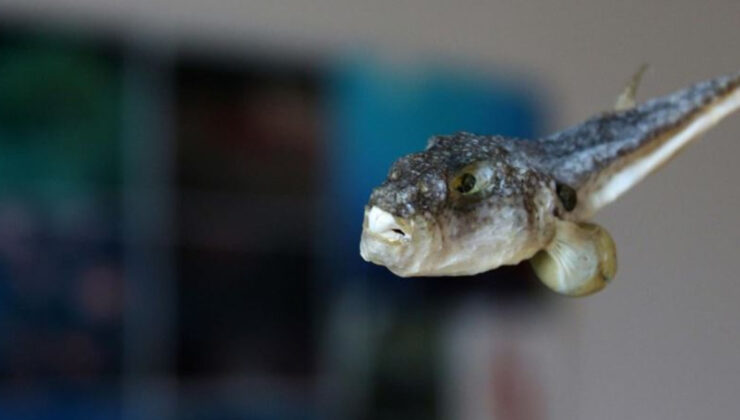 Balon Balığı Avcılığına Yeni Destek: Tane Başı 35 Lira