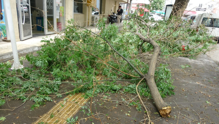 Bilecik’te dev ağaç dalının altında kalmaktan son anda kurtuldu