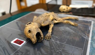 Michigan Üniversitesi’nde Gizemli Mumyalanmış Yaratık