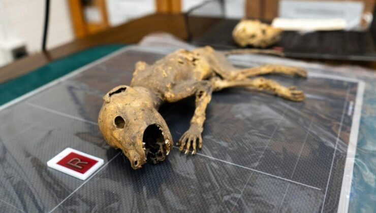 Michigan Üniversitesi’nde Gizemli Mumyalanmış Yaratık