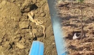 Bir kentte yılan istilası: Yolda ve tarlada görüldüler: Metrelerce uzunlukta…