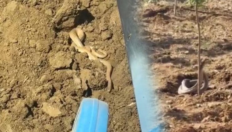 Bir kentte yılan istilası: Yolda ve tarlada görüldüler: Metrelerce uzunlukta…