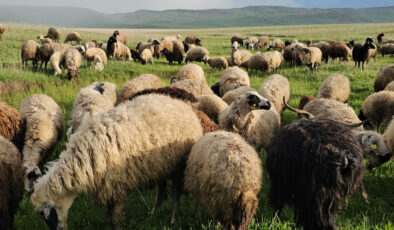 Adilcevaz’da Bahar, Yayla Serüvenini Başlattı
