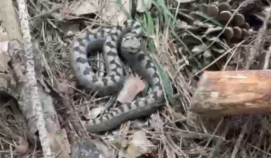 Yedigöller Yolunda Zehirli Yılan Paniği