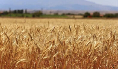 Buğdayda 19 milyon ton rekolte bekleniyor