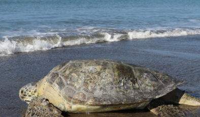 Deniz seviyesinin yükselmesiyle yeşil deniz kaplumbağalarının yuvaları tehdit altında