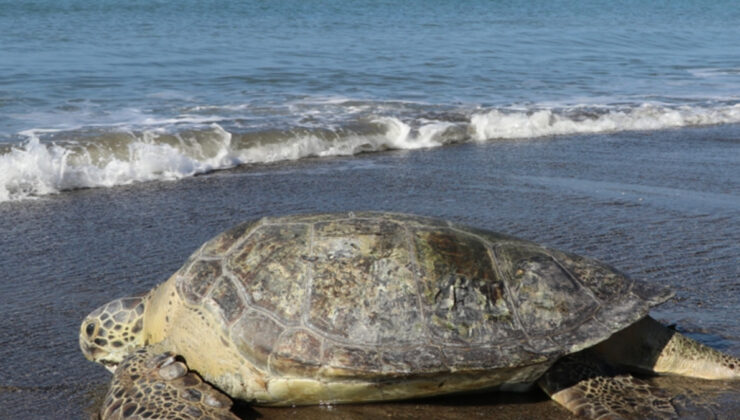 Deniz seviyesinin yükselmesiyle yeşil deniz kaplumbağalarının yuvaları tehdit altında