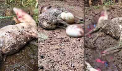 Denizli’de kurt, kurbanlık kuzuları telef etti