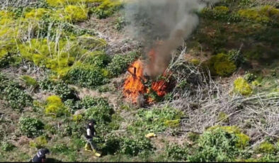 Diyarbakır’da ekilen 100 milyon değerindeki kenevir imha edildi
