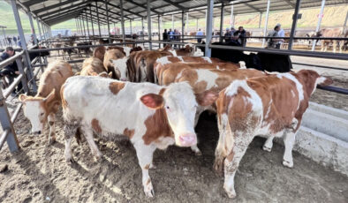 Doğu Anadolu’dan kurbanlık sevkiyatı başladı