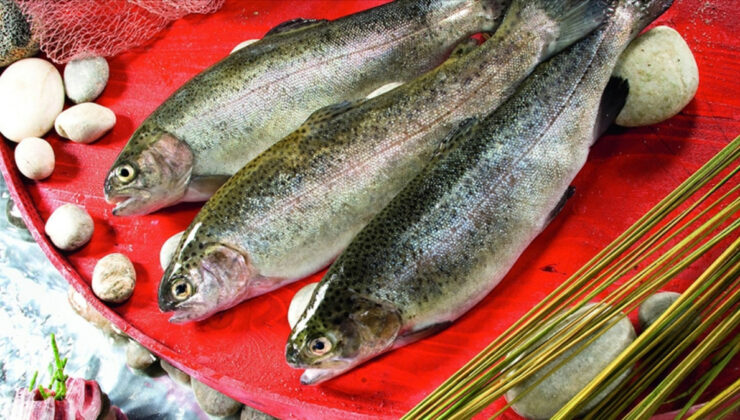 Doğu Karadeniz’den 4 Ayda 35,8 Milyon Dolarlık Türk Somonu İhracatı