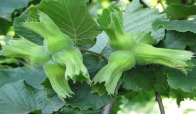 Türkiye Fındık İhracatında Dünyada Lider