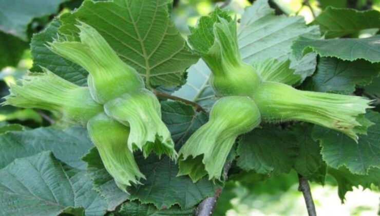 Türkiye Fındık İhracatında Dünyada Lider