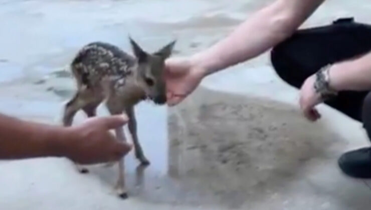 Düzce’de yuvasını kaybeden yavru karaca Emniyet Müdürlüğüne sığındı