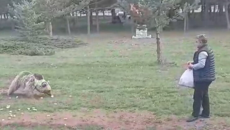 Erzincan’da Çemşit adını verdiği bozayıyı eliyle besledi