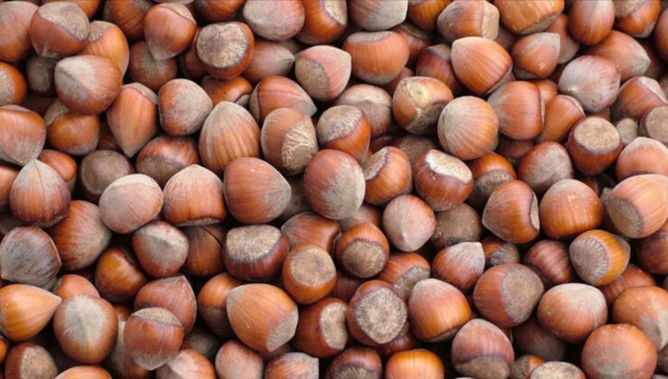 Fındık İhracatında 852 Milyon Dolarlık Gelir