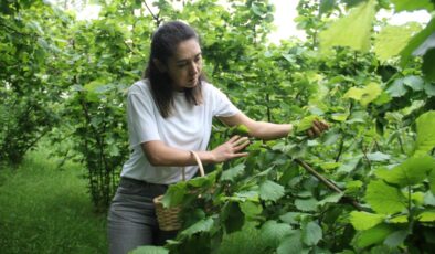 Fındık Yaprağı Yeniden Keşfedildi