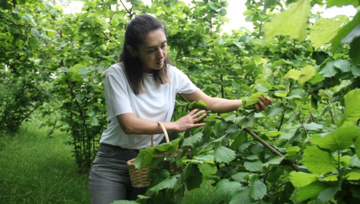 Fındık Yaprağı Yeniden Keşfedildi