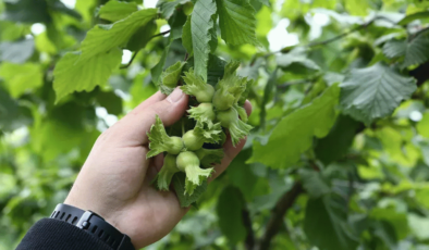 Fındıkta Yeni Dikim Yöntemleri Verim Umudu Oldu