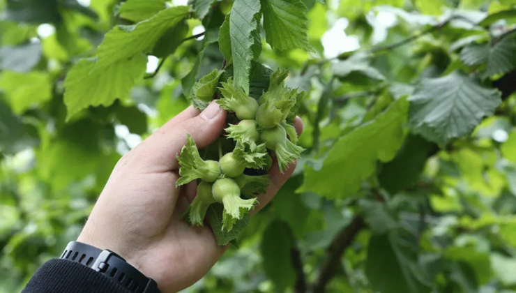 Fındıkta Yeni Dikim Yöntemleri Verim Umudu Oldu