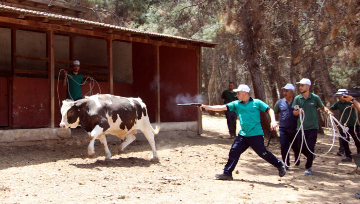 Gaziantep’te ‘kurban yakalama timi’ bayrama hazır