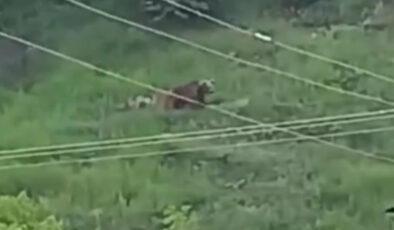 Gümüşhane’de şehre inen ayılar paniğe yol açtı