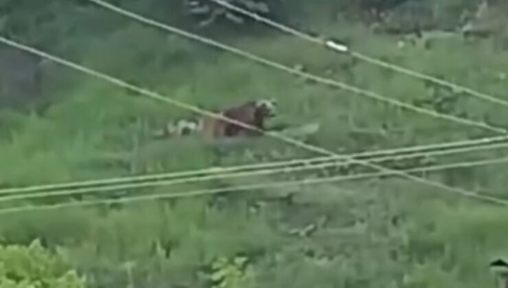 Gümüşhane’de şehre inen ayılar paniğe yol açtı