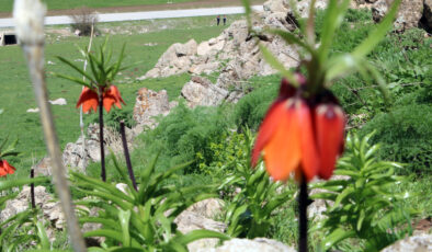 Hakkari’de ters laleleri jandarma ekipleri koruyor
