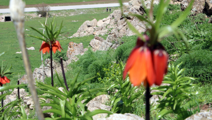 Hakkari’de ters laleleri jandarma ekipleri koruyor