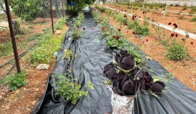 Halfeti’de Karagül Hasadı Başladı