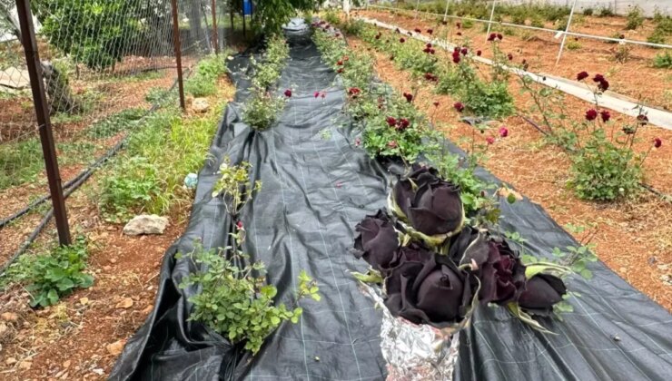 Halfeti’de Karagül Hasadı Başladı