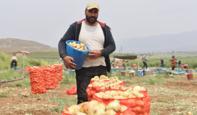 Amik Ovası’nda Soğan Hasadı Başladı