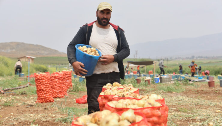 Amik Ovası’nda Soğan Hasadı Başladı