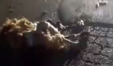 Hatay’da otomobilin çarptığı 10 küçükbaş hayvan telef oldu