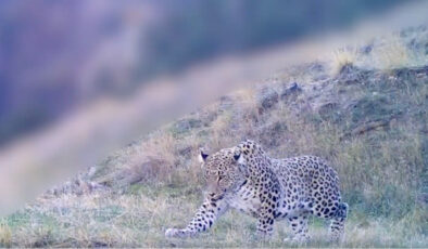 Anadolu Parsı Doğal Ortamında Görüntülendi