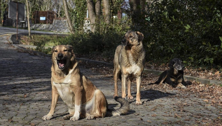 İstanbul, İzmir ve Eskişehir’de başıboş köpekler için eylem kararı