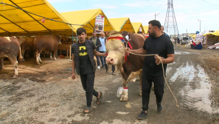 1,5 Tonluk Dev Boğa ‘Poyraz’ Satıştan Çekildi