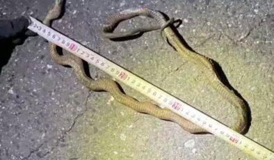 Japonya’da Şinkansen Hattında Yılan Paniği