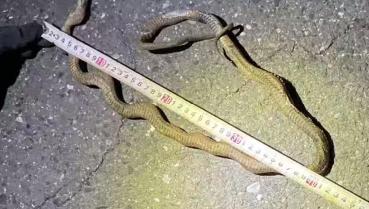 Japonya’da Şinkansen Hattında Yılan Paniği