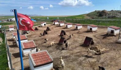 Kangal Köpeklerine Ortadoğu Talebi