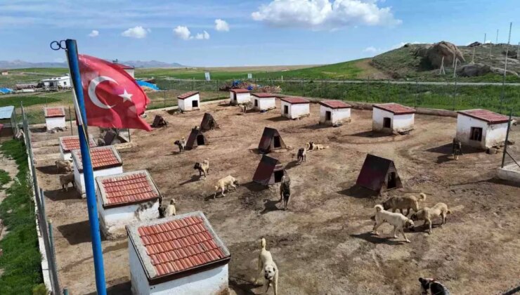 Kangal Köpeklerine Ortadoğu Talebi