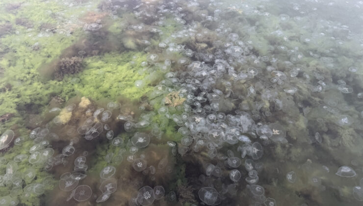 Karadeniz’de denizanası sayısında artış gözlendi