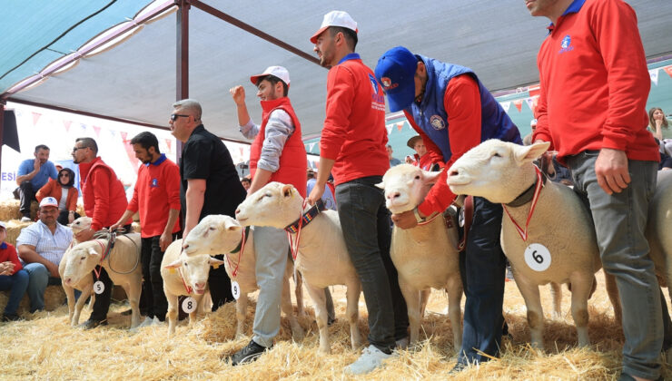 Kayseri’de 11 ilden gelen koyunlar podyuma çıktı