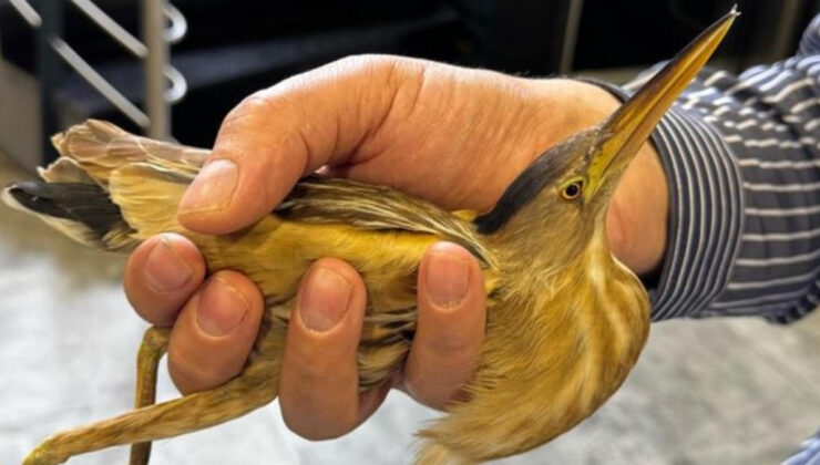 Kayseri’de nesli tükenmekte olan balaban kuşu bulundu