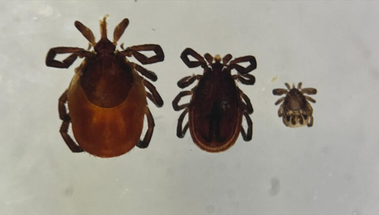 Kene kabusu geri döndü: 5 kişi hayatını kaybetti