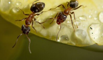 Kenya’da 2 Belçikalı 5 bin karıncayla yakalandı