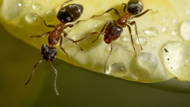 Kenya’da 2 Belçikalı 5 bin karıncayla yakalandı